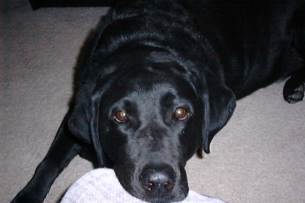 In Memory of Piper - Beloved Black Labrador