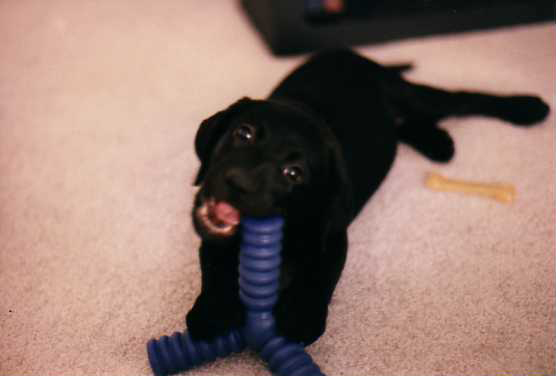 Piper puppy with toy