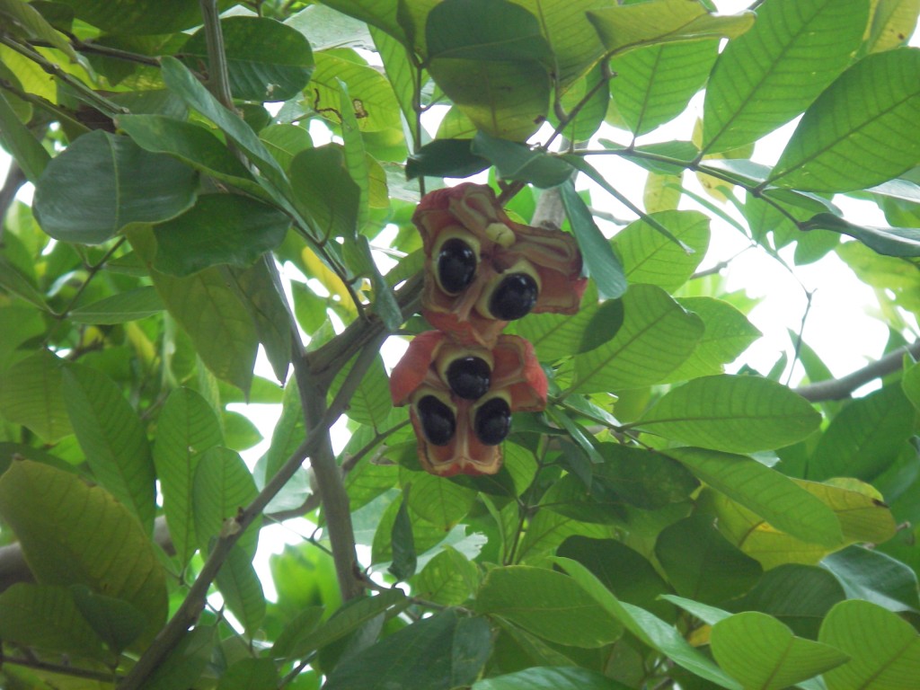 Ackee tree Jamaica