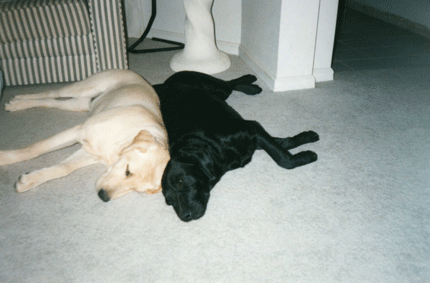 Labrador dogs sleeping