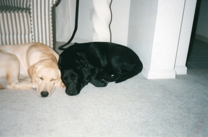 Labradors sleeping and cuddling