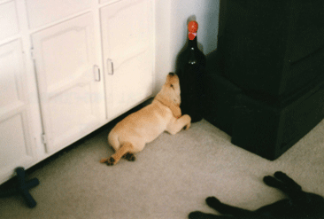 Labrador puppy sleeping next to wine bottle