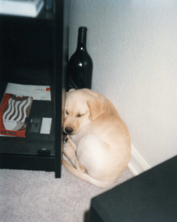 Labrador puppy sleeping in corner