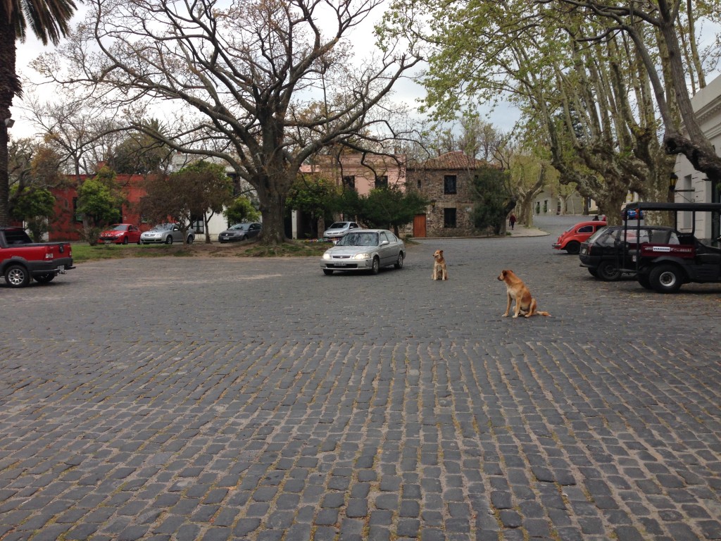 Costa Colonia Uruguay street dogs