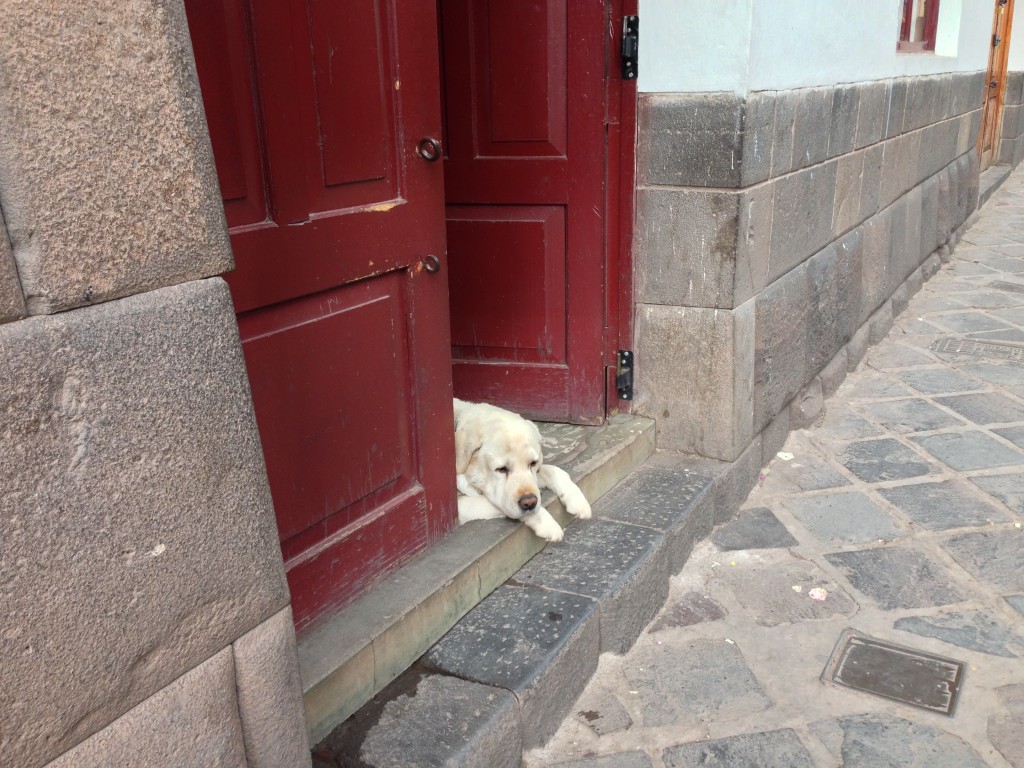 Cusco Peru dog