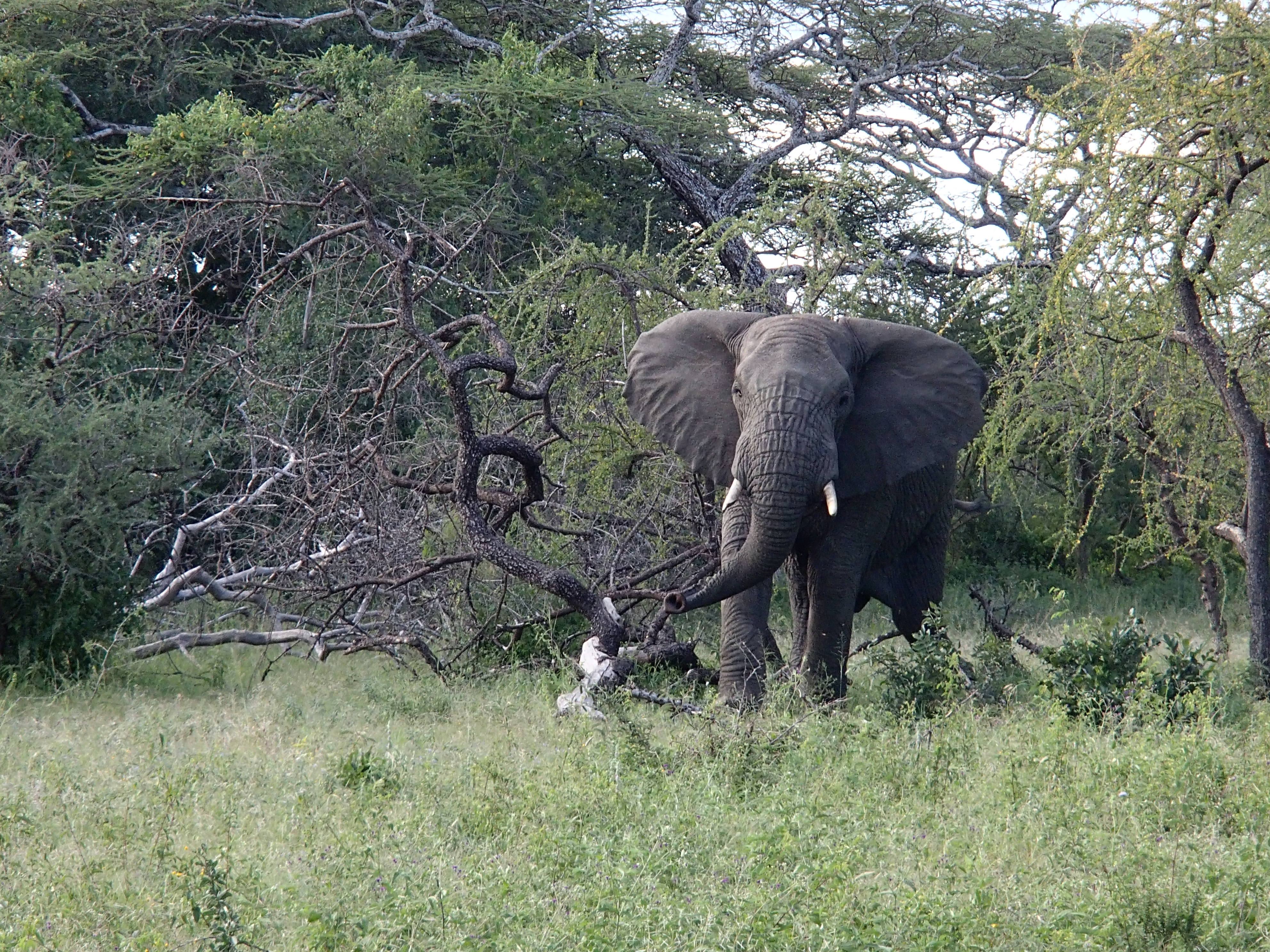 elephant in Serengeti