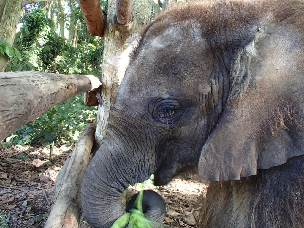 elephant orphan