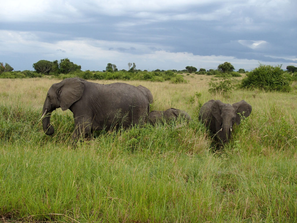 Elephants near Mweya Safari Lodge Uganda