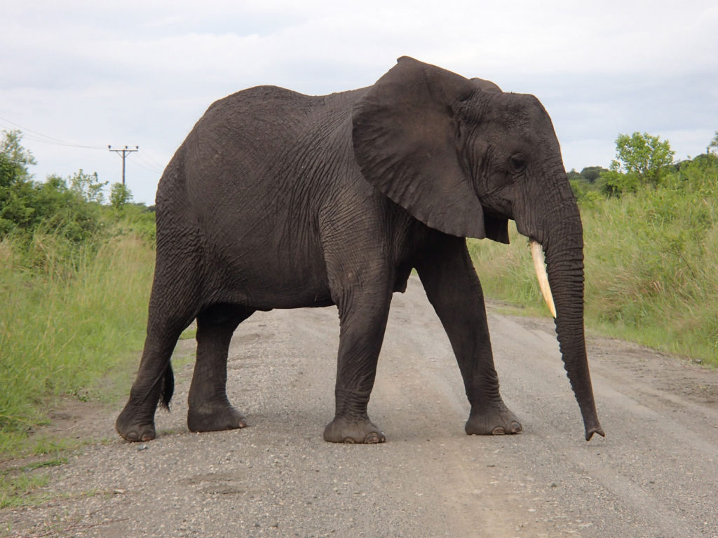Uganda elephant