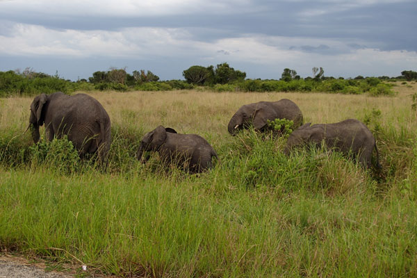 Elephants in Uganda
