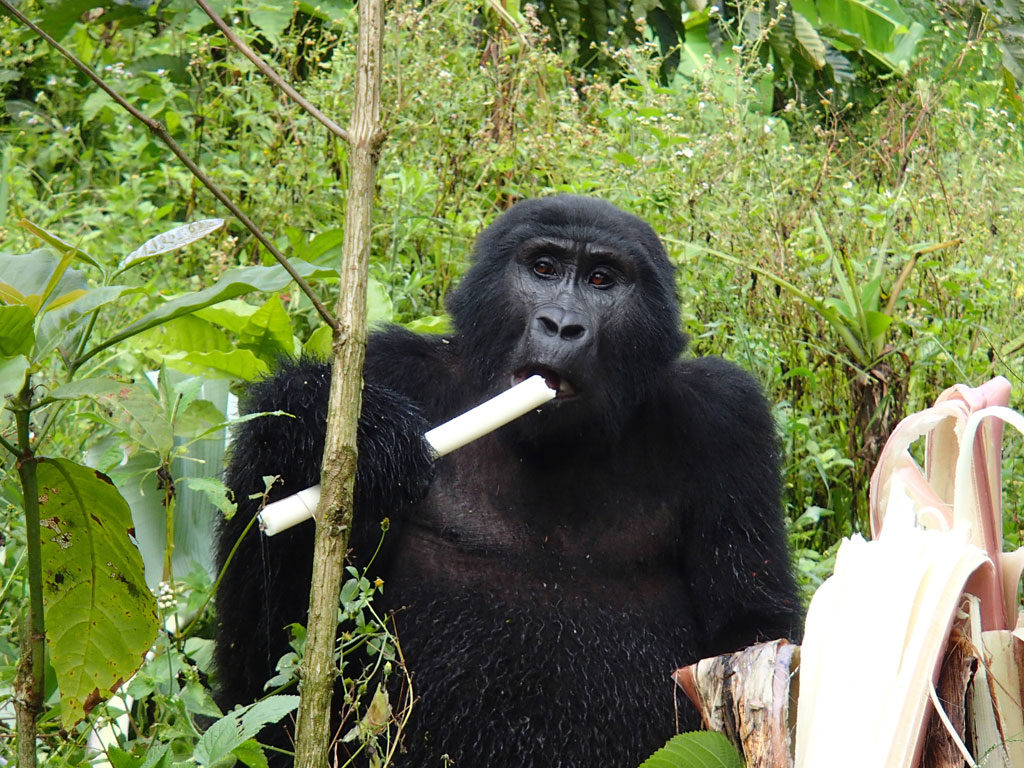 mountain gorilla in Bwindi Impenetrable National Park