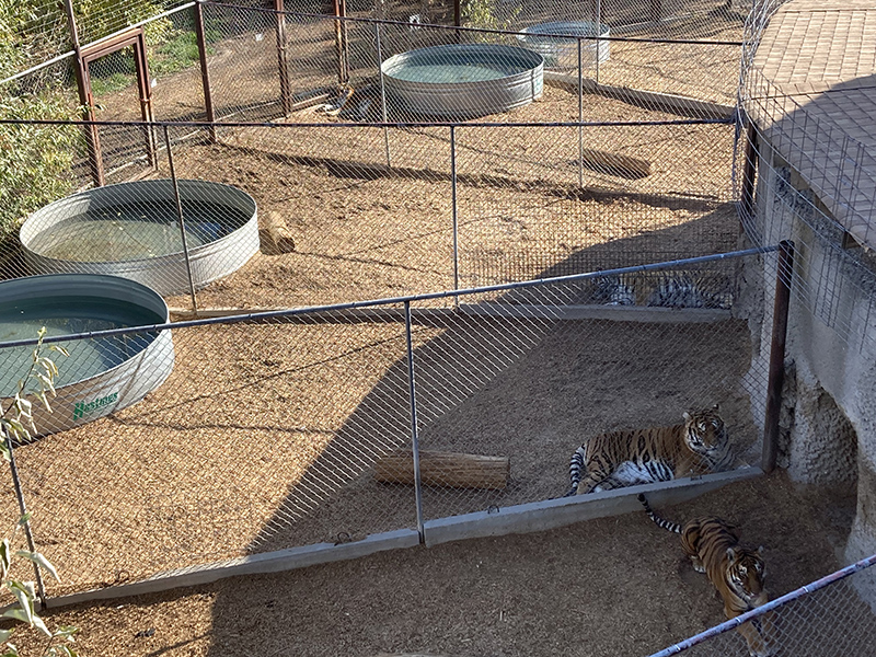 Wild Animal Sanctuary tiger roundhouse