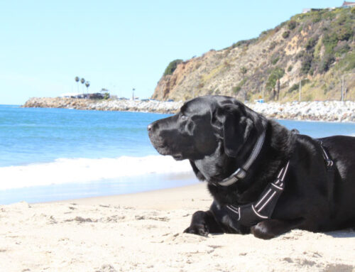California Labradors, Retrievers, and More – Rescuing Dogs for Ten Years