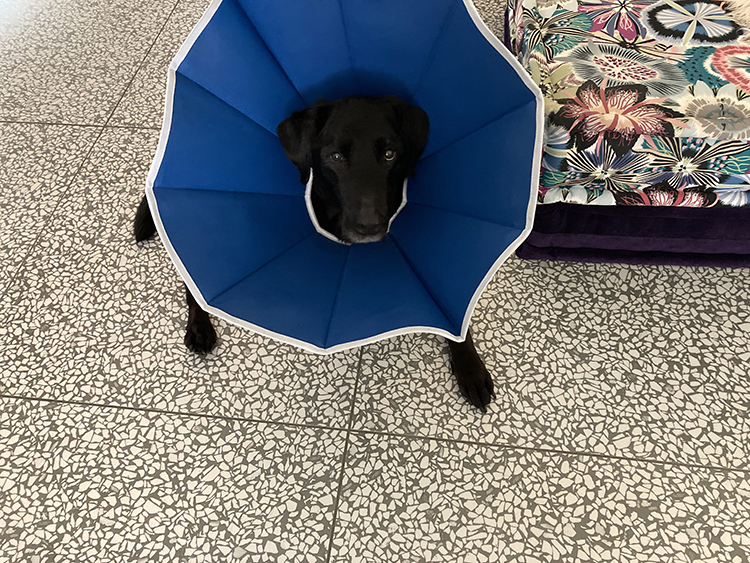 Indy wearing cone