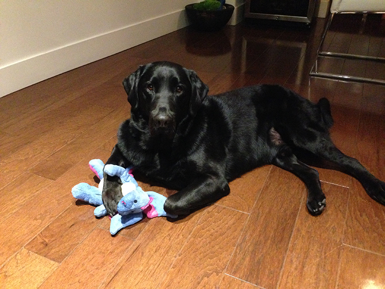 Indy with stuffed animal